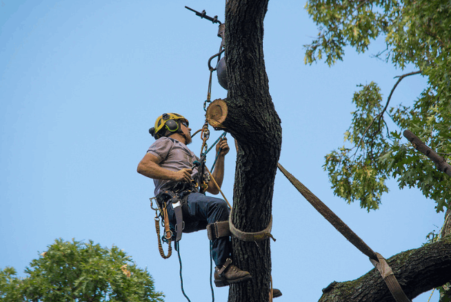 Tree Removal Wooloowin