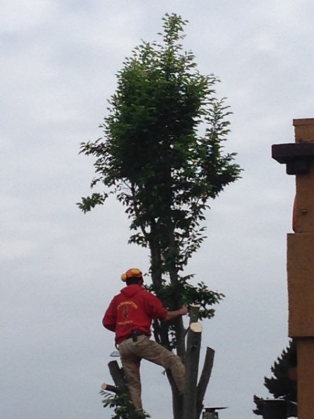 Tree Trimming Clayfield
